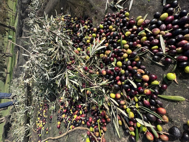 Some organic olive oil varieties. Photo © LA Organic